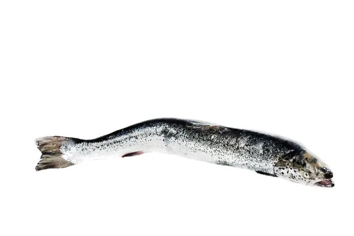 Framed Print : Sea trout isolated on white background