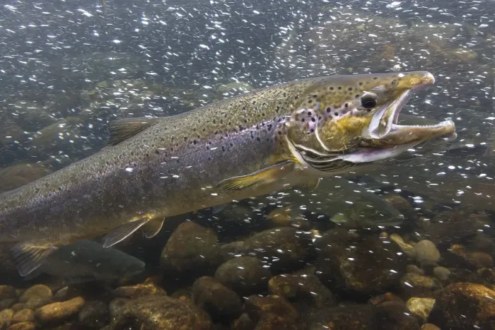 Framed Print : Sea Trout (Salmo trutta trutta) on the way to the spawning