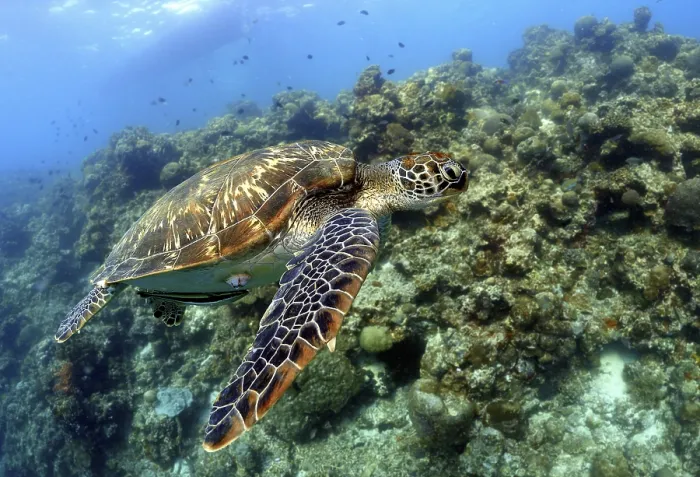 Framed Print : Sea turtle swims over a living coral reef in clear water Framed Print : Sea turtle swims over a living coral reef in clear water