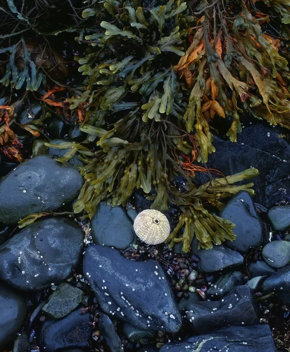 Framed Print : Sea urchin skeleton and seaweed Framed Print : Sea urchin skeleton and seaweed