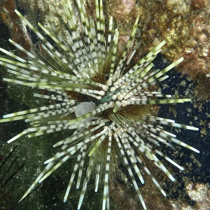 Framed Print : A sea urchin with striped spines