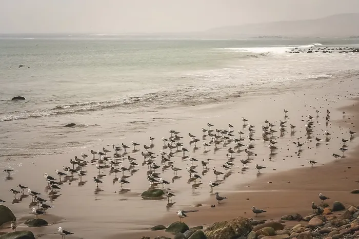 Framed Print : Seabirds on the beach in Arica in northern Chile