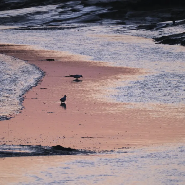 Framed Print : Seabirds in the mudflats in Tumlau Bay Framed Print : Seabirds in the mudflats in Tumlau Bay