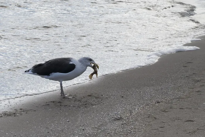 Framed Print : Seagull on a beach with a fish in its beak