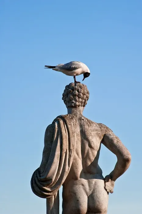 Framed Print : Seagull examining head of statue, Sweden, Europe