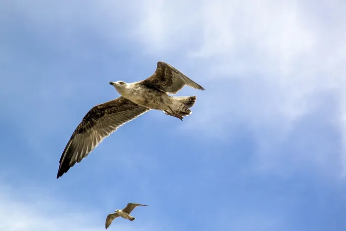 Framed Print : Seagull in flight with the blue sky background Framed Print : Seagull in flight with the blue sky background