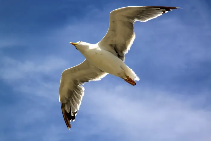 Framed Print : Seagull in flight with the blue sky background