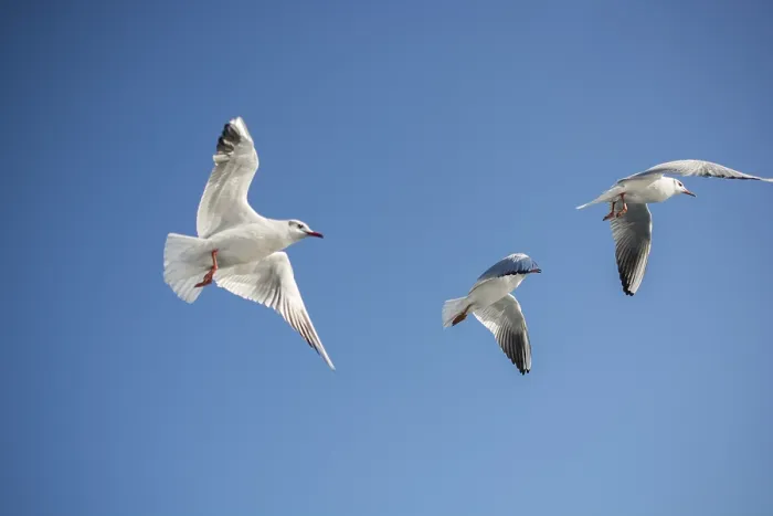 Framed Print : Seagull flying in a blue sky as a background