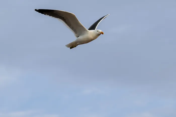 Framed Print : Seagull flying against blue sky, Namibia Framed Print : Seagull flying against blue sky, Namibia