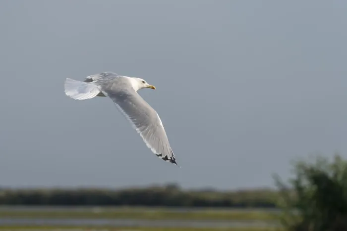 Framed Print : Seagull flying over the Danube Delta