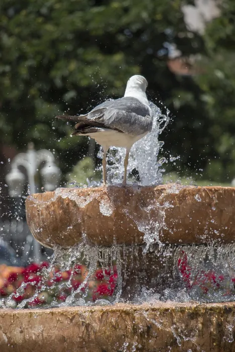 Framed Print : Seagull by the fountain in the rose garden