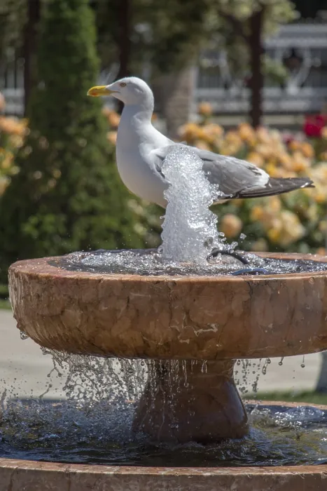Framed Print : Seagull by the fountain in the rose garden