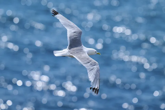 Framed Print : A seagull glides through the air over an azure blue ocean with glittering bokeh Framed Print : A seagull glides through the air over an azure blue ocean with glittering bokeh