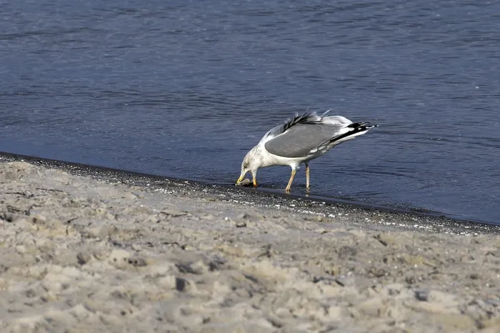 Framed Print : Seagull (Larinae) on the beach