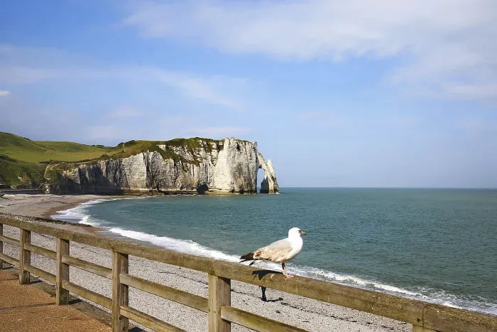 Framed Print : Seagull on railing overlooking cliffs and sea in Normandy Framed Print : Seagull on railing overlooking cliffs and sea in Normandy