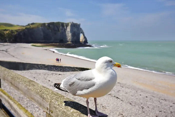 Framed Print : Seagull on railing overlooking Etretat beach and cliffs Framed Print : Seagull on railing overlooking Etretat beach and cliffs