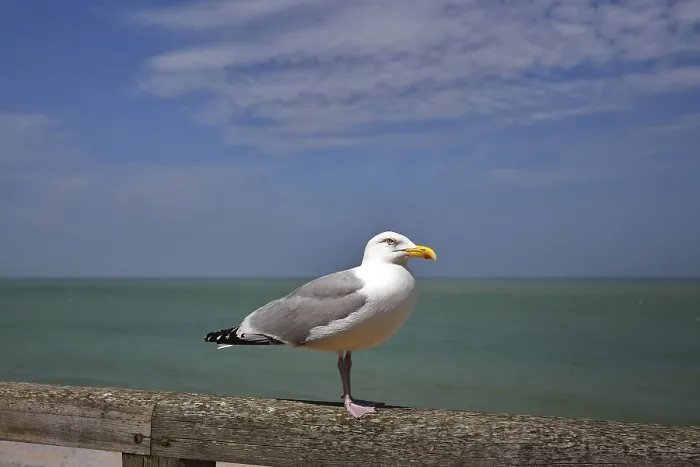 Framed Print : Seagull standing on railing with vast sea in the background
