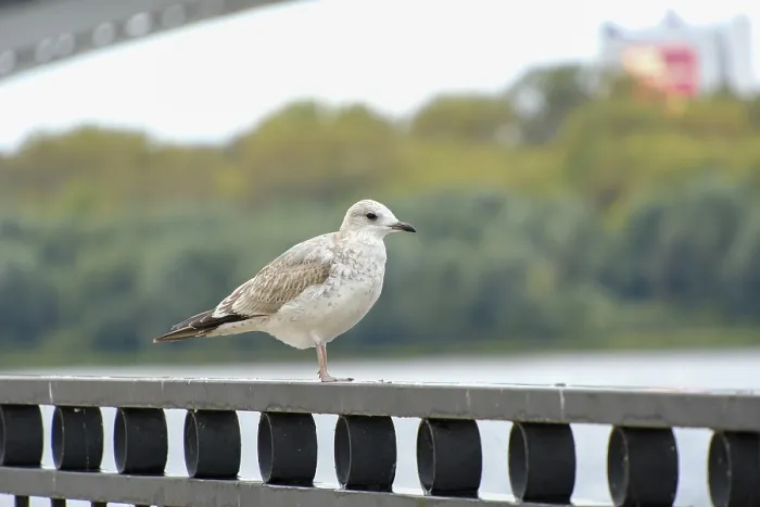 Framed Print : A seagull stands on the embankment railing