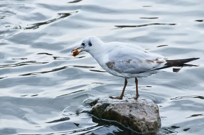 Framed Print : A seagull stands on a rock in the water