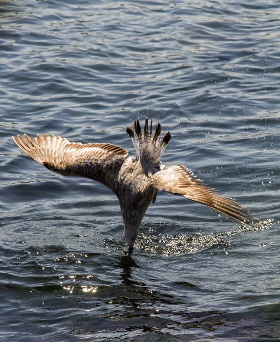 Framed Print : Seagull are in water of the sea