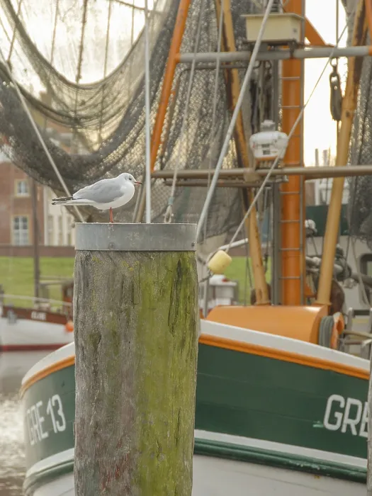 Framed Print : Seagull on wooden posts in front of a fishing boat in the harbor