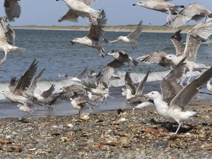 Framed Print : Seagulls