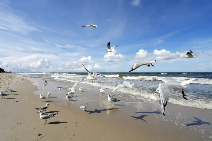 Framed Print : Seagulls Framed Print : Seagulls