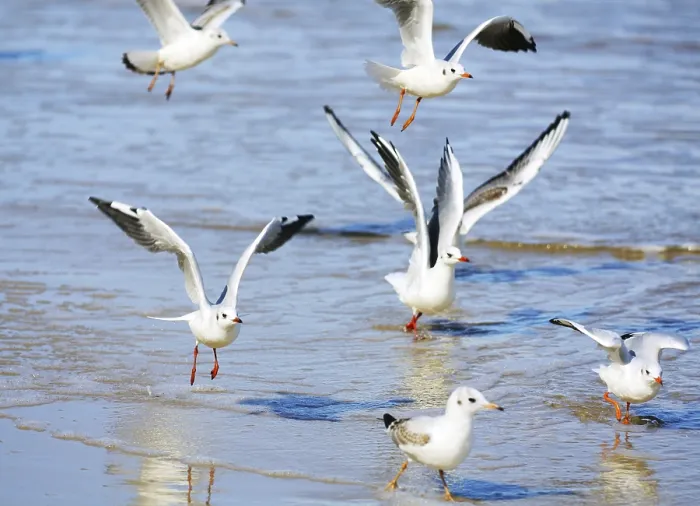 Framed Print : Seagulls Framed Print : Seagulls