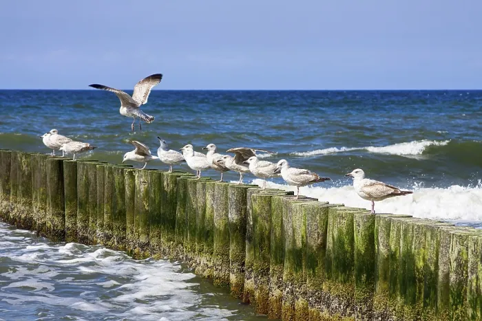 Framed Print : Seagulls and blue sea