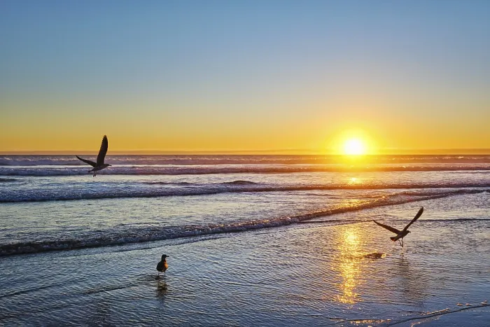 Framed Print : Seagulls fly on beach sund at atlantic ocean sunset with surging waves at Fonte da Telha beach Framed Print : Seagulls fly on beach sund at atlantic ocean sunset with surging waves at Fonte da Telha beach