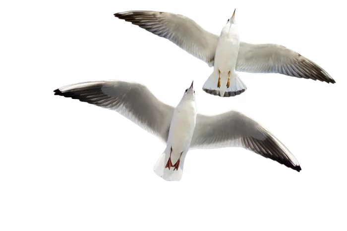 Framed Print : Seagulls flying isolated on white background