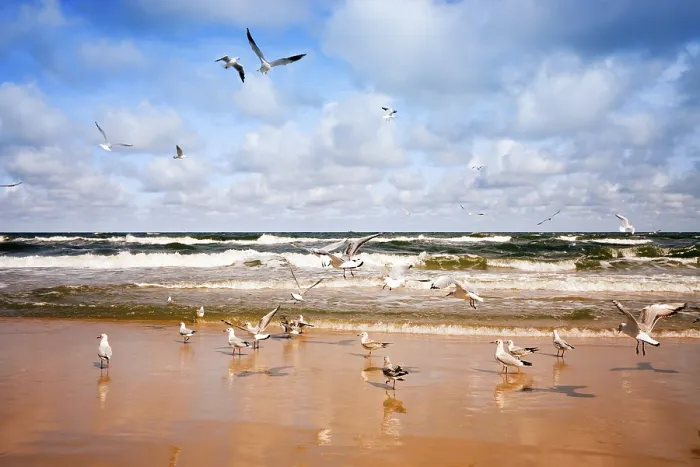 Framed Print : Seagulls flying over the sea Framed Print : Seagulls flying over the sea