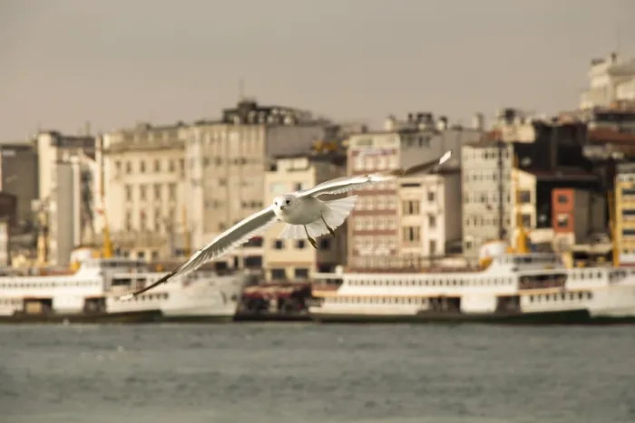 Framed Print : Seagulls flying in sky in Istanbul of Turkey