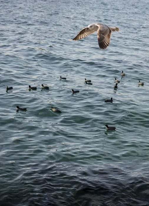 Framed Print : Seagulls are flying in the sky over sea waters