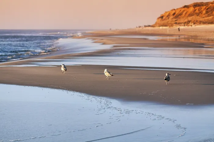 Framed Print : Three seagulls walking one behind the other to the sea