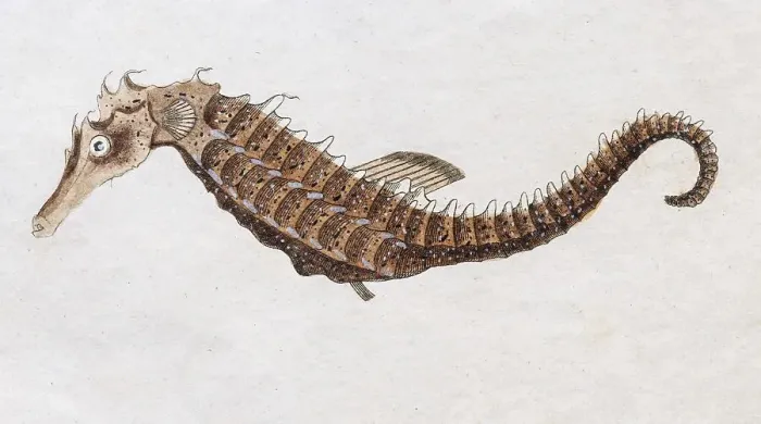Framed Print : Seahorse (Hippocampus hippocampus) Framed Print : Seahorse (Hippocampus hippocampus)
