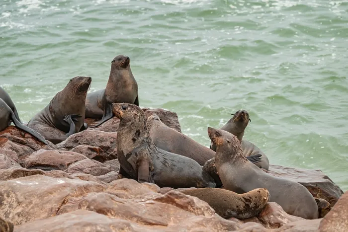 Framed Print : Seal colony, fur seal, Cape fur seal (Arctocephalus pusillus)