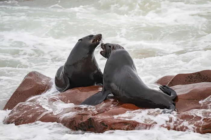 Framed Print : Seal colony, fur seal sleeping Framed Print : Seal colony, fur seal sleeping