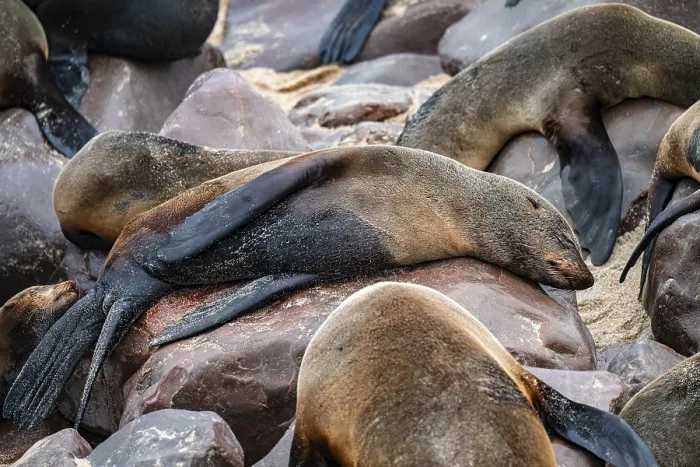Framed Print : Seal colony, fur seal sleeping Framed Print : Seal colony, fur seal sleeping