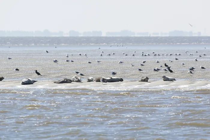 Framed Print : Seal in Dutch wadden sea