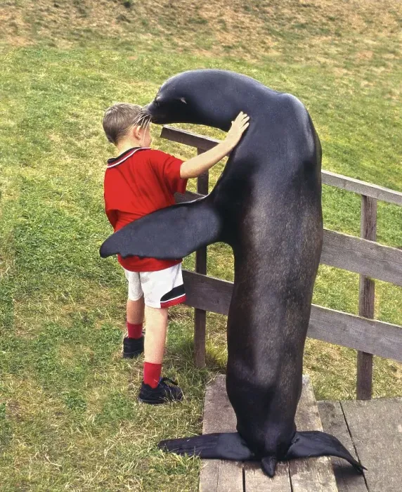 Framed Print : Seal embraces a boy, England, Great Britain