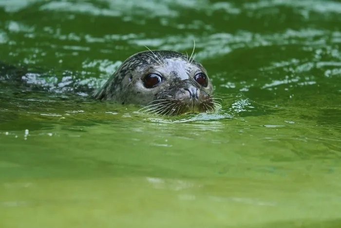 Framed Print : Seal looking out of the green water