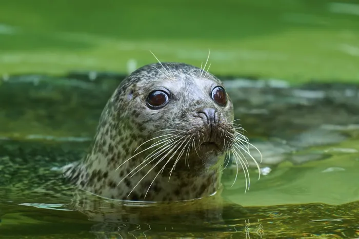 Framed Print : Seal looking out of green water with big eyes Framed Print : Seal looking out of green water with big eyes