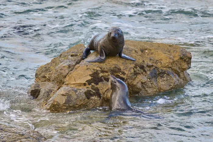 Framed Print : A seal on a rock bends towards one in water