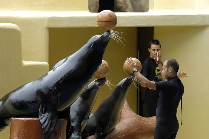 Framed Print : Seal show, Loro Parque, Puerto de la Cruz