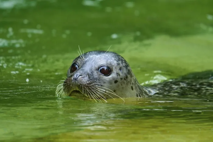 Framed Print : Seal surfacing in green water, showing its face and whiskers Framed Print : Seal surfacing in green water, showing its face and whiskers