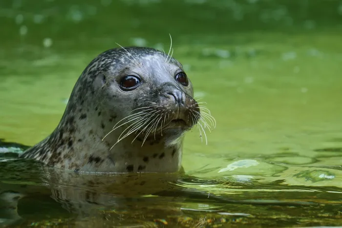 Framed Print : Seal surfacing on the water surface