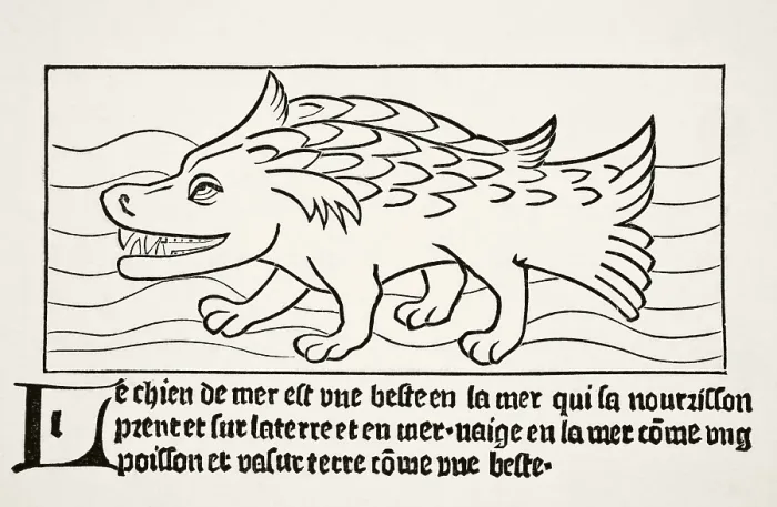 Framed Print : The seal after a wood engraving in Dyalogue des Creatures