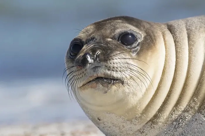Framed Print : Sealion Island, Southern Elephant Seal (Mirounga leonina)