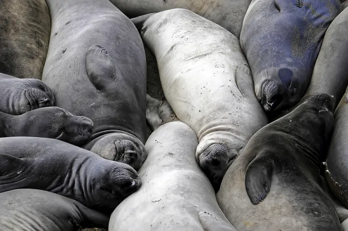 Framed Print : Several seals lie snuggled up close together on the sandy beach